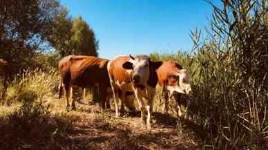 Sivas Kızılırmak hem tarım arazisini hem de hayvanları doyuruyor