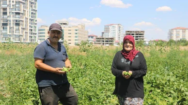 Sivas'ta apartmanlar arasında tarım dönemi
