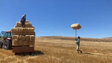 Sivas'ta kavuran sıcakta kışa hazırlık