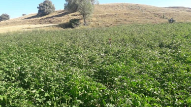 Sivas'ta kışlık patateste korkutan tablo