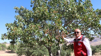 Sivaslı çiftçi antep fıstığını sevdi