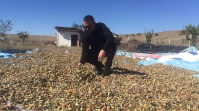 Badem hasadı başladı