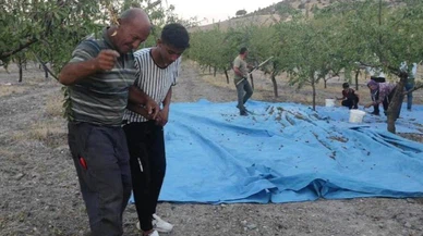 Badem üreticisinden verime halaylı kutlama