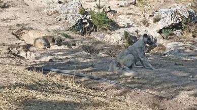 Sahipsiz köpekler Paşabahçe'de çocuğa saldırdı