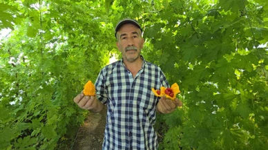 Sıcaklığa dayanıklı yeni bitkiler ortaya çıkacak