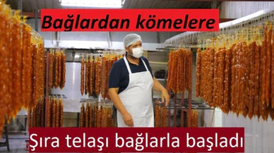 Şıra telaşı bağlarla başladı