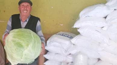 Sivas bostanlarının dev lahanaları çıktı