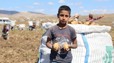 Sivas'ta patates hasadı başladı