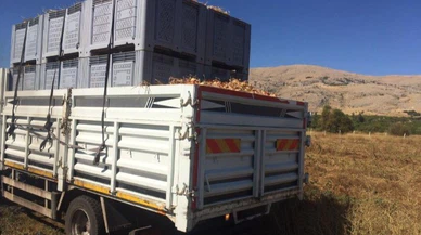 Soğanlar Avrupa'ya ihraç ediliyor