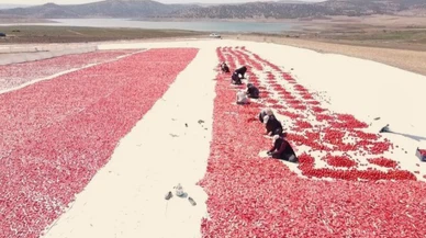 Bu domatesler ihraç ediliyor