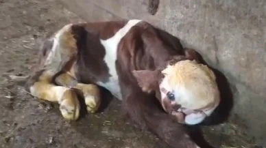 İlk defa böylesiyle karşılaştı