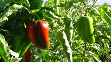 Kapya Biberi ABD'ye İhraç Ediliyor