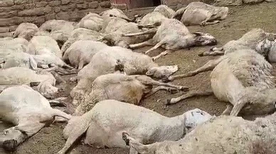 Sivas'ta ağıldaki 66 koyun telef oldu