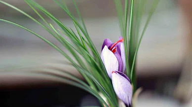 Topraksız tarım ürünü safran çiçek açtı