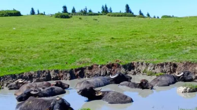 Manda yetiştiriciliği kazandırıyor