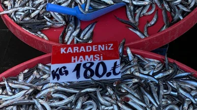 Hamsi bolluğu palamuttan sonra başladı