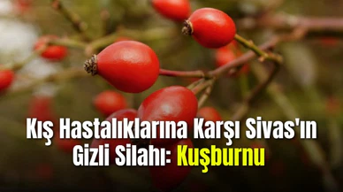 Kış Hastalıklarına Karşı Sivas'ın Gizli Silahı: Kuşburnu
