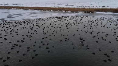 Sivas'ta buz tutan gölde kuşların dansı