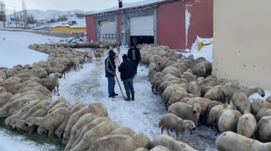 Sivas'ta çobanlar ve koyunlar belediyede misafir