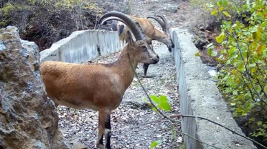 Sivas'ta fotokapanda yaban hayatı