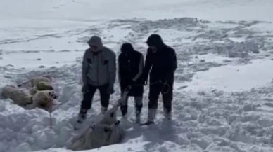 Sivas'ta onlarca koyun dondu