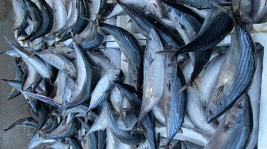 Sivas'ta şimdi balık zamanı