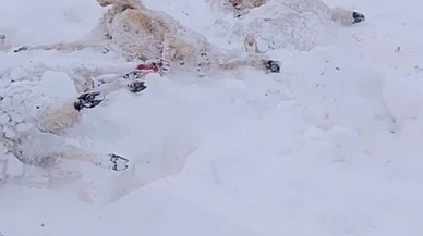 Sivas'ta soğuktan koyunlar telef oldu