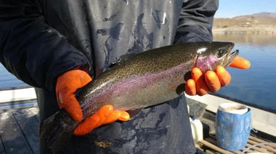 Sivas'ta somonlar olgunlaşıyor