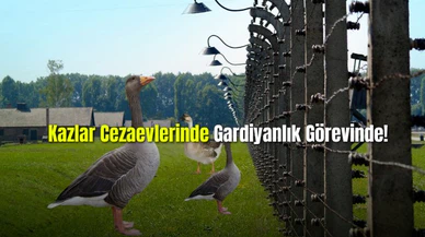 Kazlar Cezaevlerinde Gardiyanlık Görevinde!