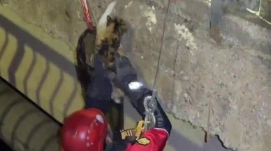 Sivas'ta köprü altından kedi kurtarıldı