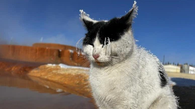 Sivas termalinde kedi günü