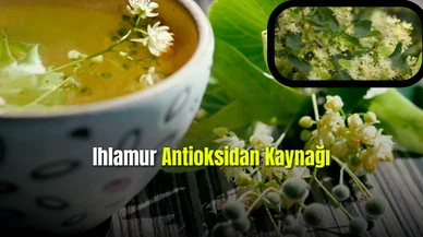 Bağışıklık Kaynağı Ihlamuru Tüketmenin Faydaları Nelerdir