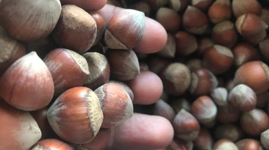 Fındık'ta Türkiye Lider mi Oluyor