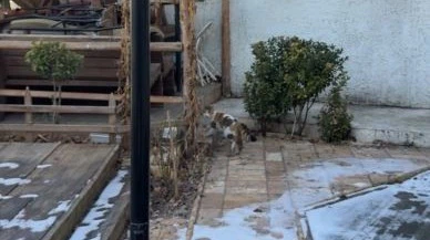 Sivas itfaiyesinde kedi alarmı