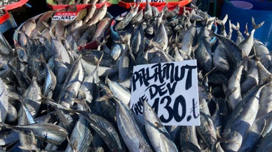 Sivas'ta bu bolluk balıkçılara yaradı