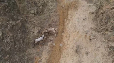 Sivas'ta yaban keçilerinin inadı