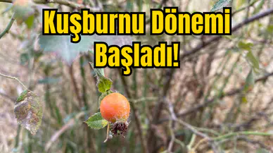 Kuşburnu Dönemi Başladı!