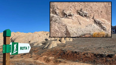 Dünyadaki Mars'ta Dağ Keçileri Görüntülendi