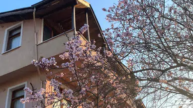 Erik Ağacı Şimdiden Çiçek Açtı