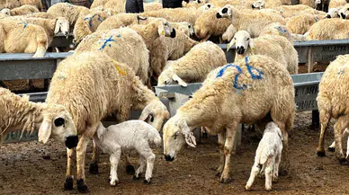 Kuzular Doğmaya Başladı