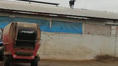 Bu Dana Aşıdan Kaçtı