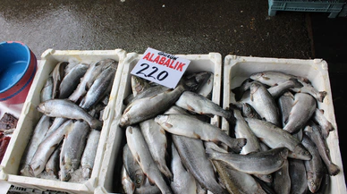 Sivas'ta Gürün Alabalığı Tercih