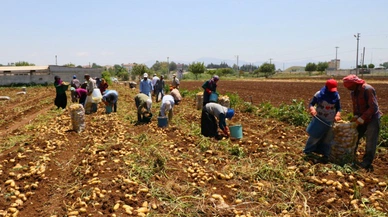 Sivas'ta da Tarım İşçilerinin Ücretleri Arttı
