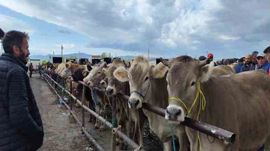 Sivas'ta O Hayvan Pazarı Yeniden Açılacak