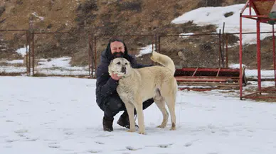 Sivas Aslanının Konforu Kış