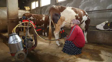 5'li Karışım Besicileri Kurtardı