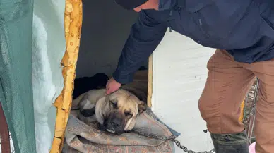 Kangal köpeği kurtlara annelik yaptı