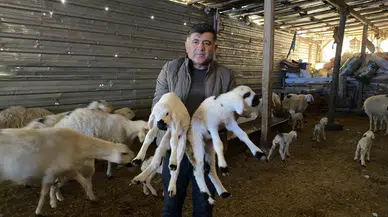 Yılın ilk kuzuları bunlar