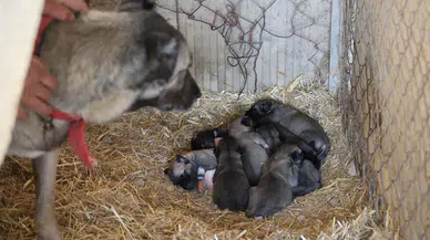 Anadolu Aslanları erken doğdu