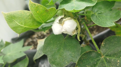 Sivas BTÜ’den pamuk araştırmasına bilimsel katkı